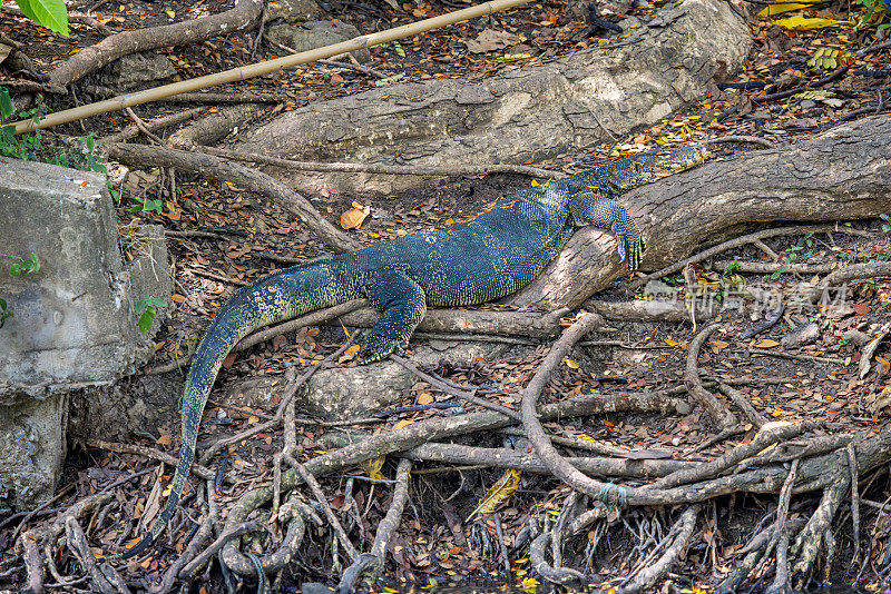 亚洲水监测仪，Varanus salvator，在曼谷一个公园的湖边